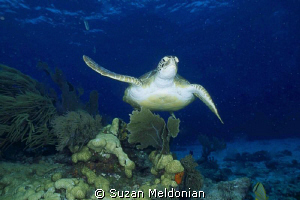 Flying Turtle by Suzan Meldonian 